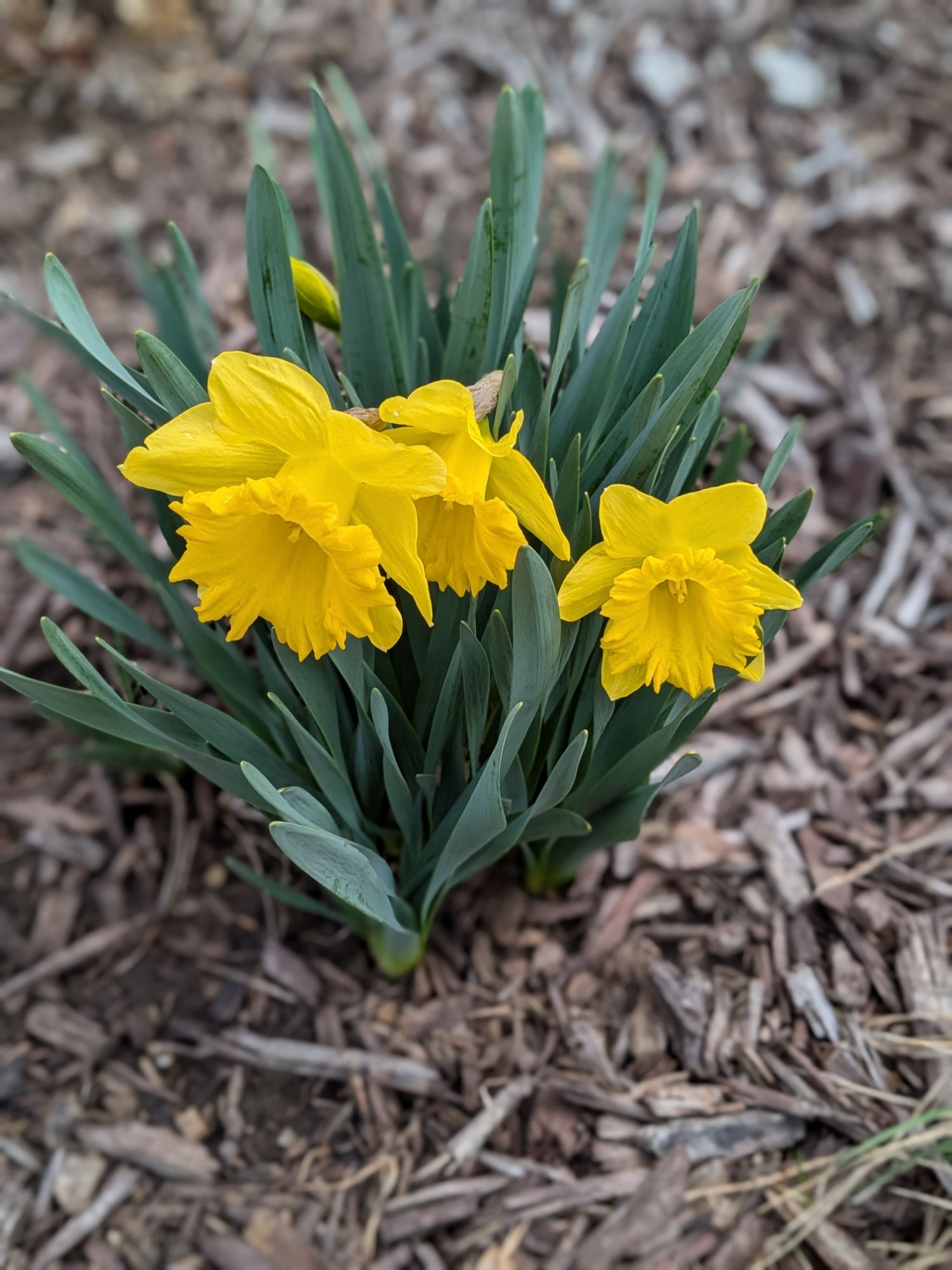 daffodils